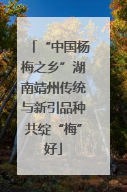 “中国杨梅之乡”湖南靖州传统与新引品种共绽“梅”好