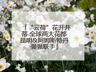 “云荷”花开并蒂 全球两大花都昆明&阿姆斯特丹强强联手