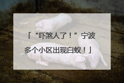 “吓煞人了！”宁波多个小区出现白蚁！