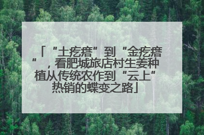 “土疙瘩”到“金疙瘩”，看肥城旅店村生姜种植从传统农作到“云上”热销的蝶变之路