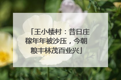 王小楼村：昔日庄稼年年被沙压，今朝粮丰林茂百业兴