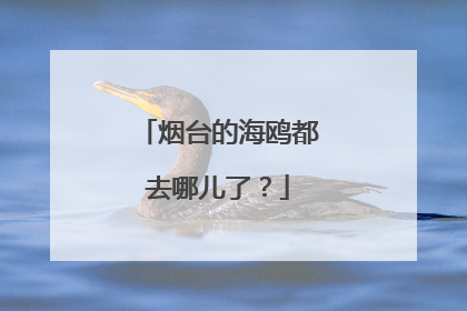 烟台的海鸥都去哪儿了？