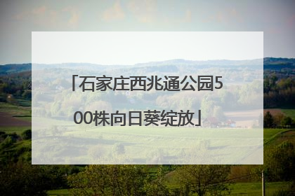 石家庄西兆通公园500株向日葵绽放