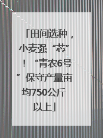 田间选种，小麦强“芯”！“青农6号”保守产量亩均750公斤以上