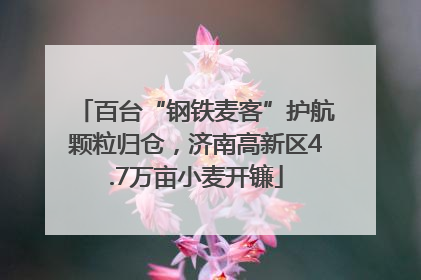 百台“钢铁麦客”护航颗粒归仓，济南高新区4.7万亩小麦开镰