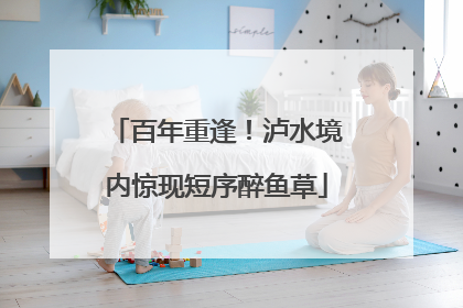 百年重逢！泸水境内惊现短序醉鱼草