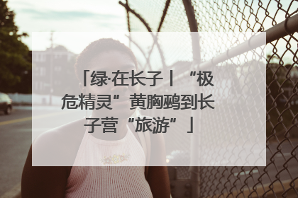 绿·在长子丨“极危精灵”黄胸鹀到长子营“旅游”