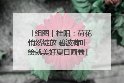 组图｜桂阳：荷花悄然绽放 碧波荷叶绘就美好夏日画卷