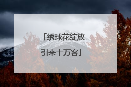 绣球花绽放 引来十万客