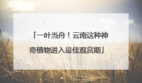 一叶当舟！云南这种神奇植物进入最佳观赏期