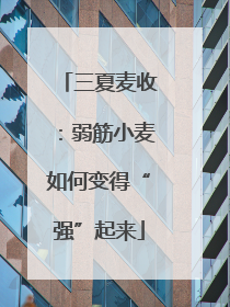 三夏麦收：弱筋小麦如何变得“强”起来