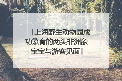 上海野生动物园成功繁育的两头非洲象宝宝与游客见面