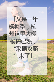 又是一年杨梅季，杭州这里大棚杨梅已熟，“采摘攻略”来了