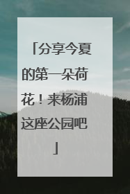 分享今夏的第一朵荷花！来杨浦这座公园吧