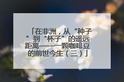 在非洲，从“种子”到“杯子”的遥远距离——一颗咖啡豆的前世今生（三）