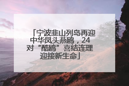 宁波韭山列岛再迎中华凤头燕鸥，24对“酷鸥”喜结连理迎接新生命