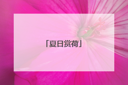 夏日赏荷