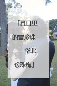 夏日里的雪珍珠——华北珍珠梅