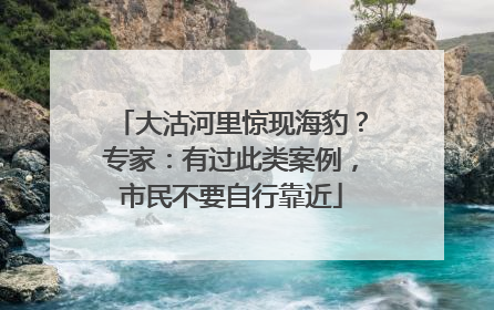 大沽河里惊现海豹？专家：有过此类案例，市民不要自行靠近