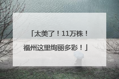 太美了！11万株！福州这里绚丽多彩！
