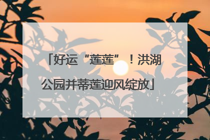 好运“莲莲”！洪湖公园并蒂莲迎风绽放