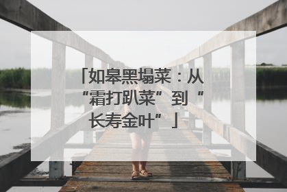 如皋黑塌菜：从“霜打趴菜”到“长寿金叶”
