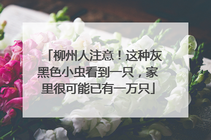 柳州人注意！这种灰黑色小虫看到一只，家里很可能已有一万只