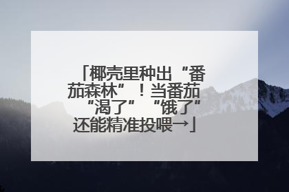 椰壳里种出“番茄森林”！当番茄“渴了”“饿了”还能精准投喂→