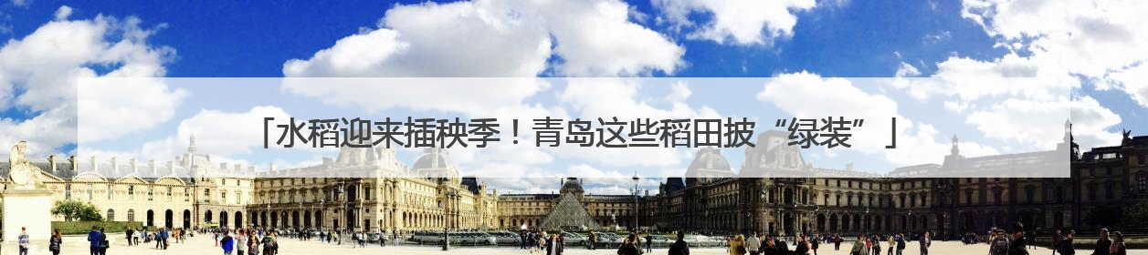水稻迎来插秧季！青岛这些稻田披“绿装”