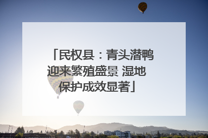 民权县：青头潜鸭迎来繁殖盛景 湿地保护成效显著