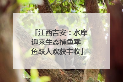 江西吉安：水库迎来生态捕鱼季 鱼跃人欢获丰收