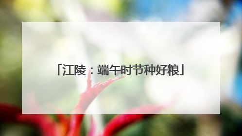 江陵：端午时节种好粮
