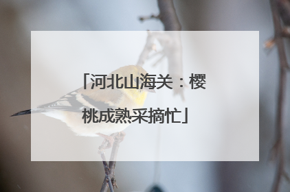 河北山海关：樱桃成熟采摘忙