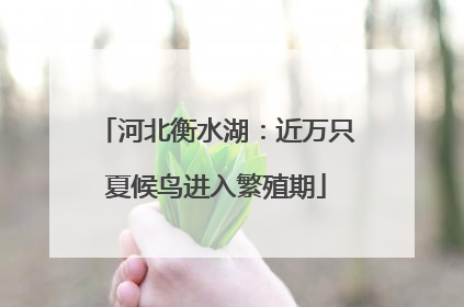 河北衡水湖：近万只夏候鸟进入繁殖期