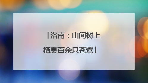 洛南：山间树上栖息百余只苍鹭