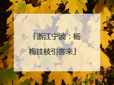 浙江宁波：杨梅挂枝引客来