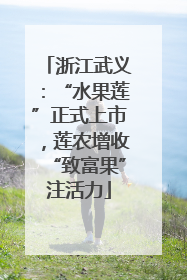 浙江武义：“水果莲”正式上市，莲农增收“致富果”注活力