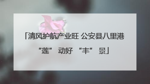 清风护航产业旺 公安县八里港 “莲” 动好 “丰” 景