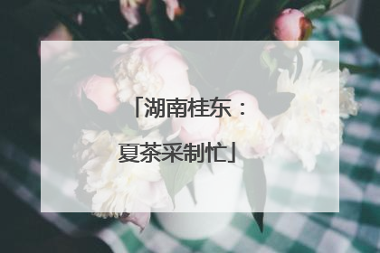 湖南桂东：夏茶采制忙