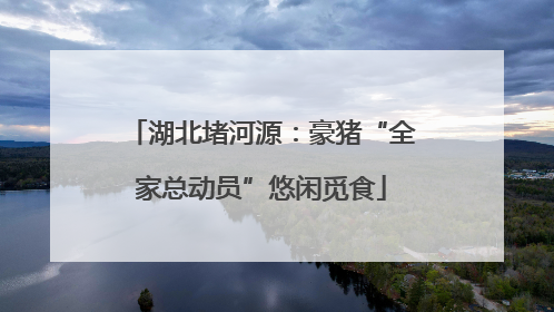 湖北堵河源：豪猪“全家总动员”悠闲觅食