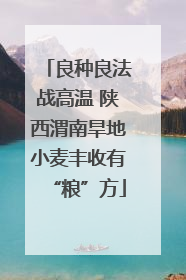 良种良法战高温 陕西渭南旱地小麦丰收有“粮”方