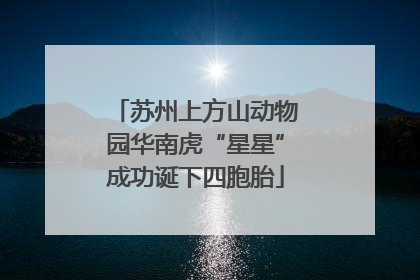 苏州上方山动物园华南虎“星星”成功诞下四胞胎