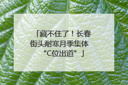 藏不住了！长春街头耐寒月季集体“C位出道”