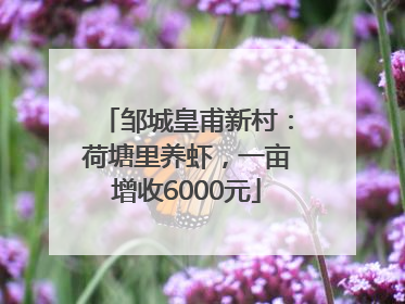 邹城皇甫新村：荷塘里养虾，一亩增收6000元
