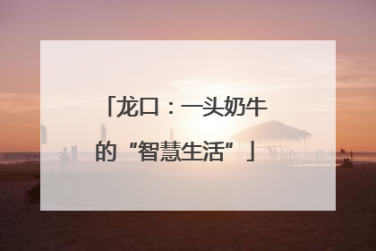 龙口：一头奶牛的“智慧生活”