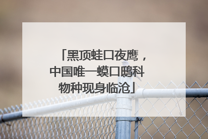黑顶蛙口夜鹰，中国唯一蟆口鸱科物种现身临沧